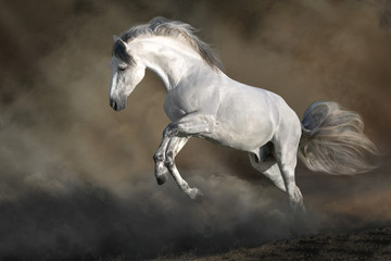 Obraz na płótnie Canvas White Horse free run on desert dust