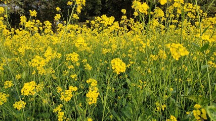 flower of mustard oil in the agricultural field with open sky