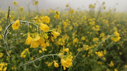 flower of mustard oil in the agricultural field with open sky and water drop on it