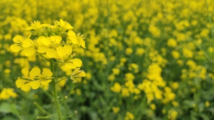 Obraz premium flower of mustard oil in the agricultural field