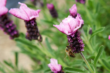 Bees Pollinating in Springtime