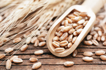 Wheat grains in wooden spoon on wheat ears plants background, selective focus, toned
