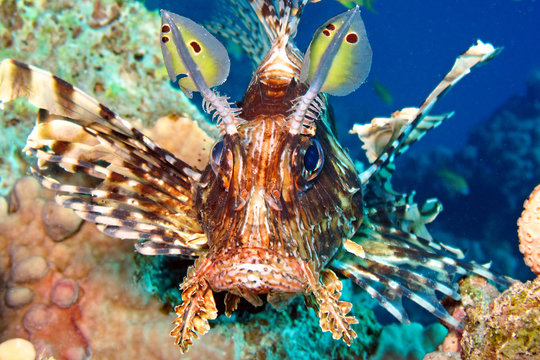Feuerfisch