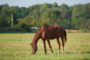 Naklejka na ściany i meble horses in the field across meadow and blue sky. Outdoors activity