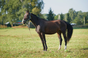 horses in the field across meadow and blue sky. Outdoors activity