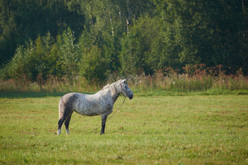 Obraz na płótnie Canvas horses in the field across meadow and blue sky. Outdoors activity