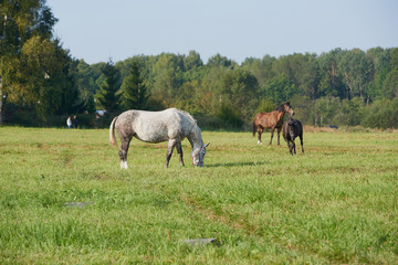 Naklejka na ściany i meble horses in the field across meadow and blue sky. Outdoors activity
