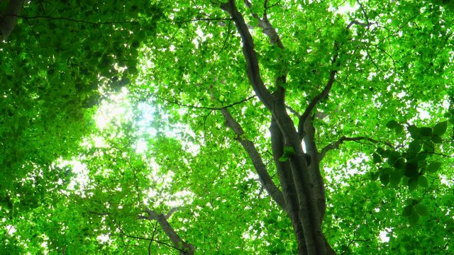 Beautiful green forest with sunlight