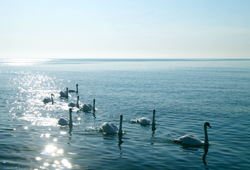 swans on the sea