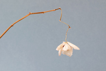 Wilted white orchid Phalaenopsis flower, isolated