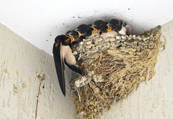 Swallow feeding small baby birds in their nest © D-ska