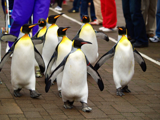 King penguin in zoo