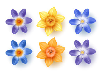 Spring flowers vector set. Daffodils, choinodoxa, and crocus collection with various colors for spring season as graphic elements and decorations. Vector illustration.