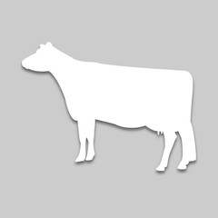 pet cow in bright tone