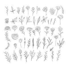 Hand drawn botanical elements collection
