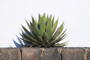 Agave megalacantha an armed succulent hardy plant of unknown origin cultivated in Europe against...