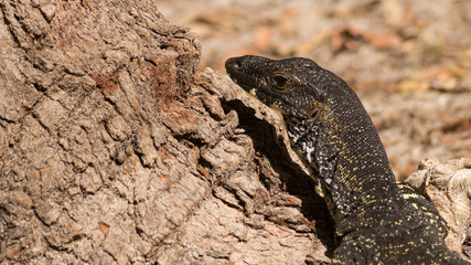 lizard on rock