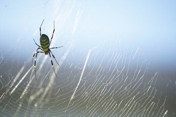 spider on a web
