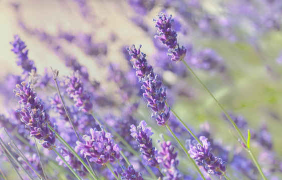 close on lavender flowers blooming in a garden