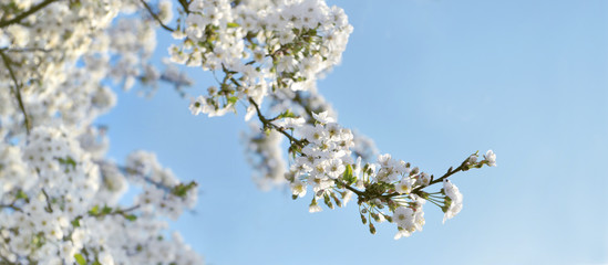 close on white flowers blooming in the branches of the tree in springtime on blue sky background - Powered by Adobe