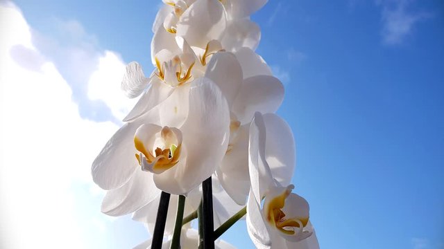 Beautiful white Orchid flower, low angle tilting up towards blue sky