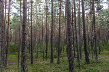 Obraz premium Young pine forest near to Baltic sea coast.