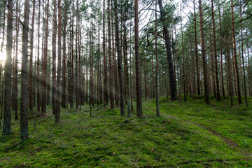 Young pine forest near to Baltic sea coast.