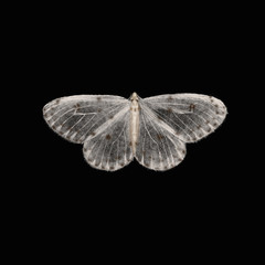 Realistic white beige butterfly with brown spots isolated on black background