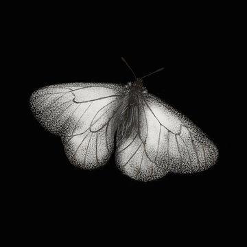 Realistic black and white single butterfly isolated on black background