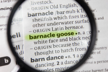 The word or phrase barnacle goose in a dictionary.