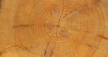 Wood cut background. Nature texture