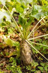 foliage and roots of sugar beets in the ground