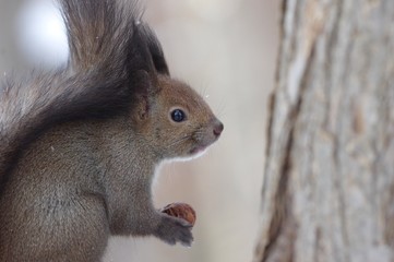 Naklejka na ściany i meble Hokkaido Squirrel on tree eating walnut in Hokkaido, Japan　クルミとエゾリス札幌北海道