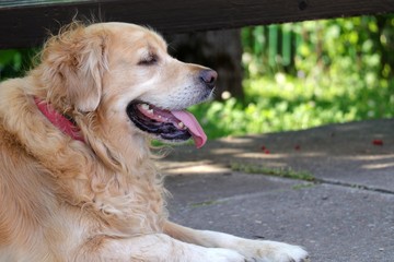 Retriever dog is waiting for its owner