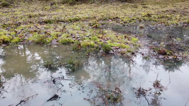 Sumpfige Wiese als Lebensraum und Wasserspeicher, Eifel