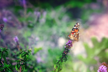 Yellow butterfly on a mint plant in the garden on a Sunny day. Copy space. Natural background