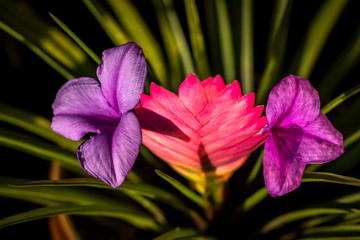 Beautiful multi-colored flower