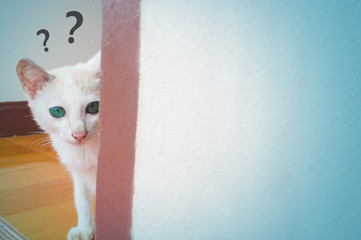 A White cat behind the wall with question mark sing