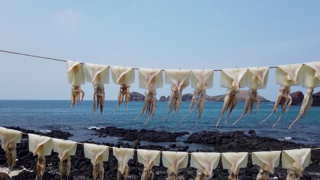 Drying squid in the wind
