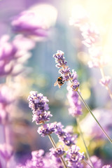 Bee on Spanish lavender on a Sunny day. Decorative summer plant background