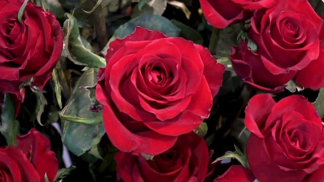Beautiful large red rose flowers as a background. Close-up