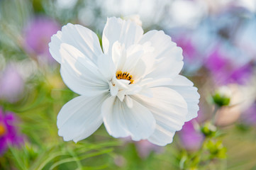 Decorative White Garden Flower Cosmos, Cosmos Bipinnatus, Cosmea Bipinnata, Bidens Formosa Mexican Aster. close up