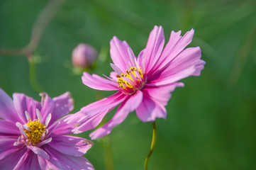 Fototapeta premium Decorative Pink Garden Flower Cosmos, Cosmos Bipinnatus, Cosmea Bipinnata, Bidens Formosa. Mexican Aster. close up