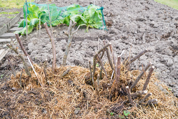 Berry bush stems in a vegetable garden