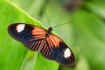 Common Postman - Heliconius melpomene, beautiful colored brushfoot butterfly from Central American meadows and forests, Mexico.
