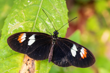 Obraz na płótnie Canvas Common Postman - Heliconius melpomene, beautiful colored brushfoot butterfly from Central American meadows and forests, Mexico.