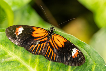 Fototapeta na wymiar Common Postman - Heliconius melpomene, beautiful colored brushfoot butterfly from Central American meadows and forests, Mexico.