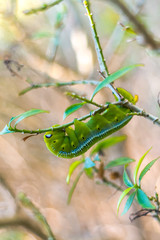 Oleander hawk moth caterpillar eating. Eye like structures, possibly for threatening the predators. Seen at the island of Ko Lanta in the south of Thailand