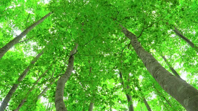 Beautiful green forest with sunlight