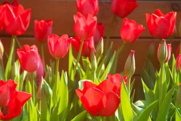 red tulips on orange background